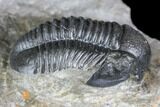 Bargain, Gerastos Trilobite Fossil - Morocco #145752-3